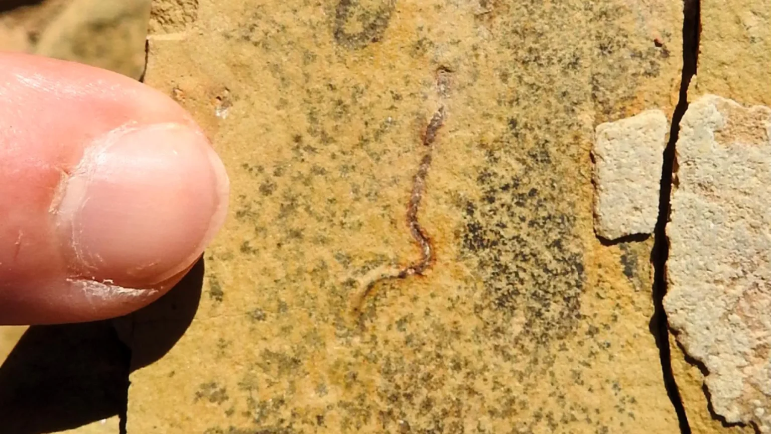 Amazing fossil discovery challenges the origin of animal life