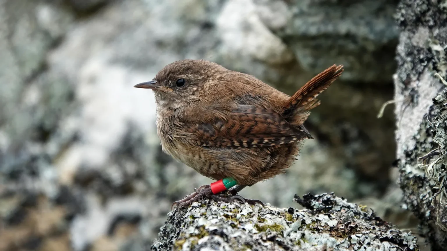 Scottish wrens may have evolved into a new species after growing to giant islands Scottish wrens may have evolved into a new species after growing to giant islands