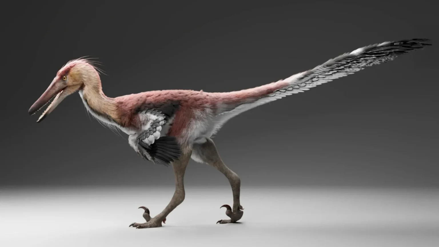 Newly discovered bird of prey may have hunted like a giant heron Newly discovered bird of prey may have hunted like a giant heron