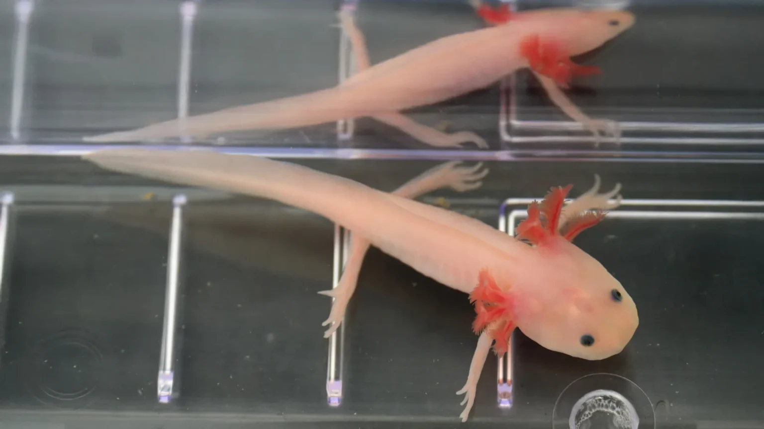 Scientists have discovered a ‘holy grail’ gene that could one day help humans regenerate limbs