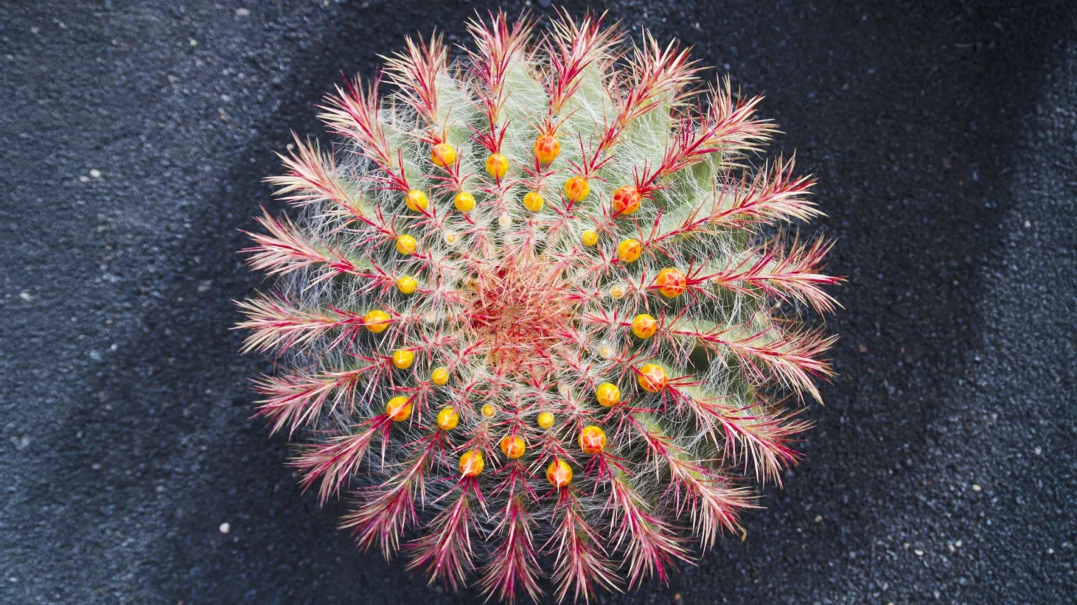Cacti are evolving at an astonishing rate, and scientists recently learned why