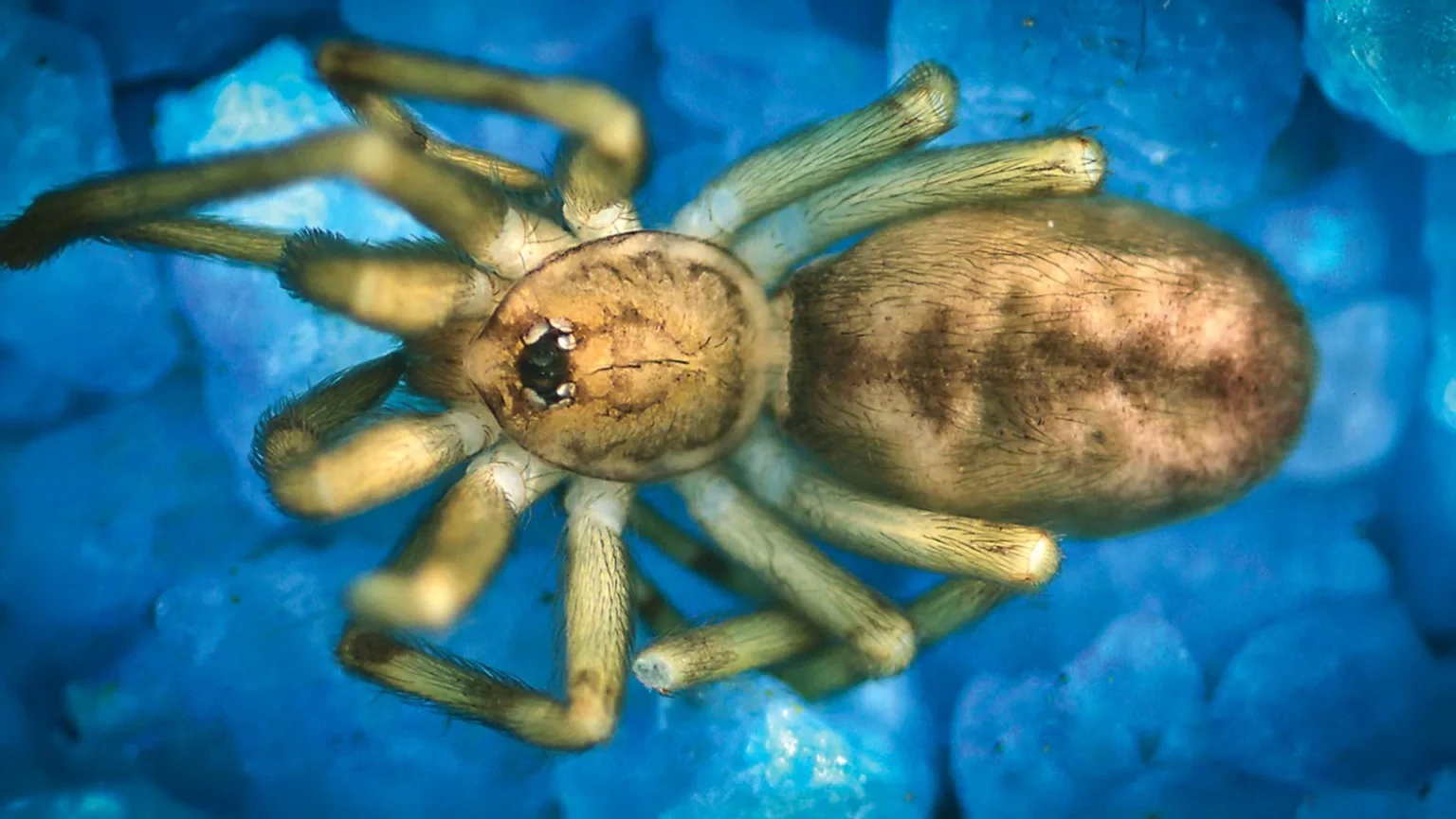This ‘Pink Floyd’ spider hunts prey six times its size and lives inside walls