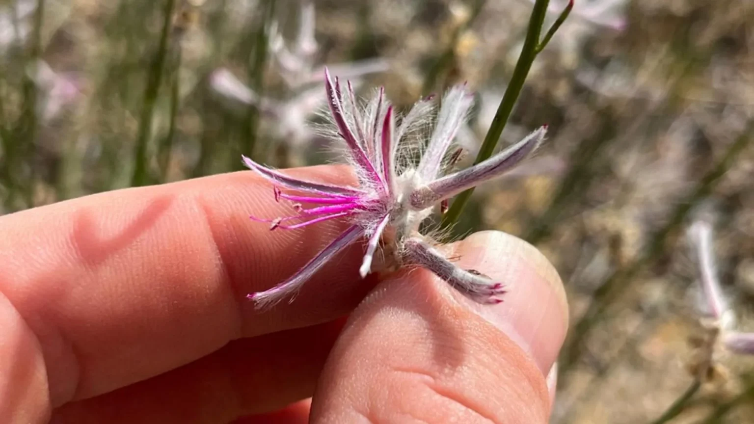 A plant believed to be extinct for 60 years suddenly makes a comeback A plant believed to be extinct for 60 years suddenly makes a comeback
