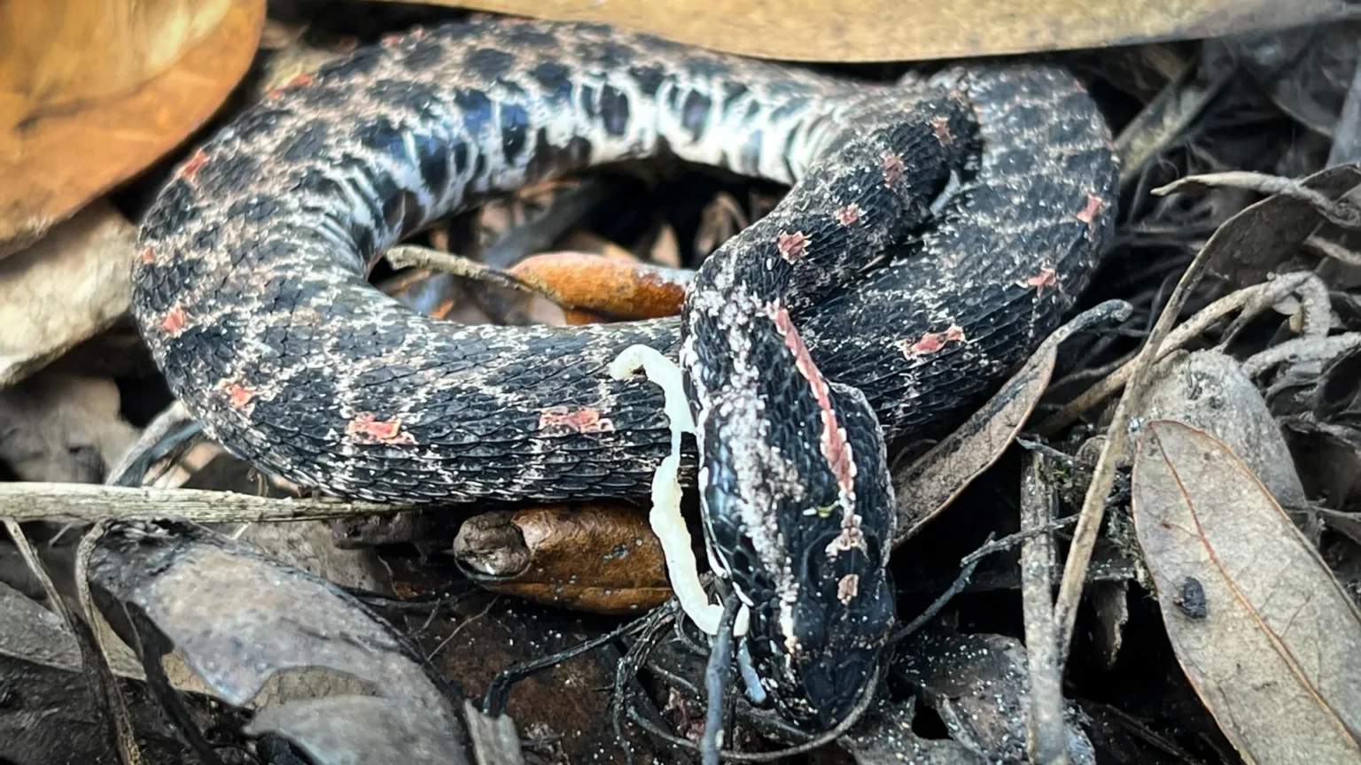 Deadly fungus and lung parasites are attacking wild rattlesnakes