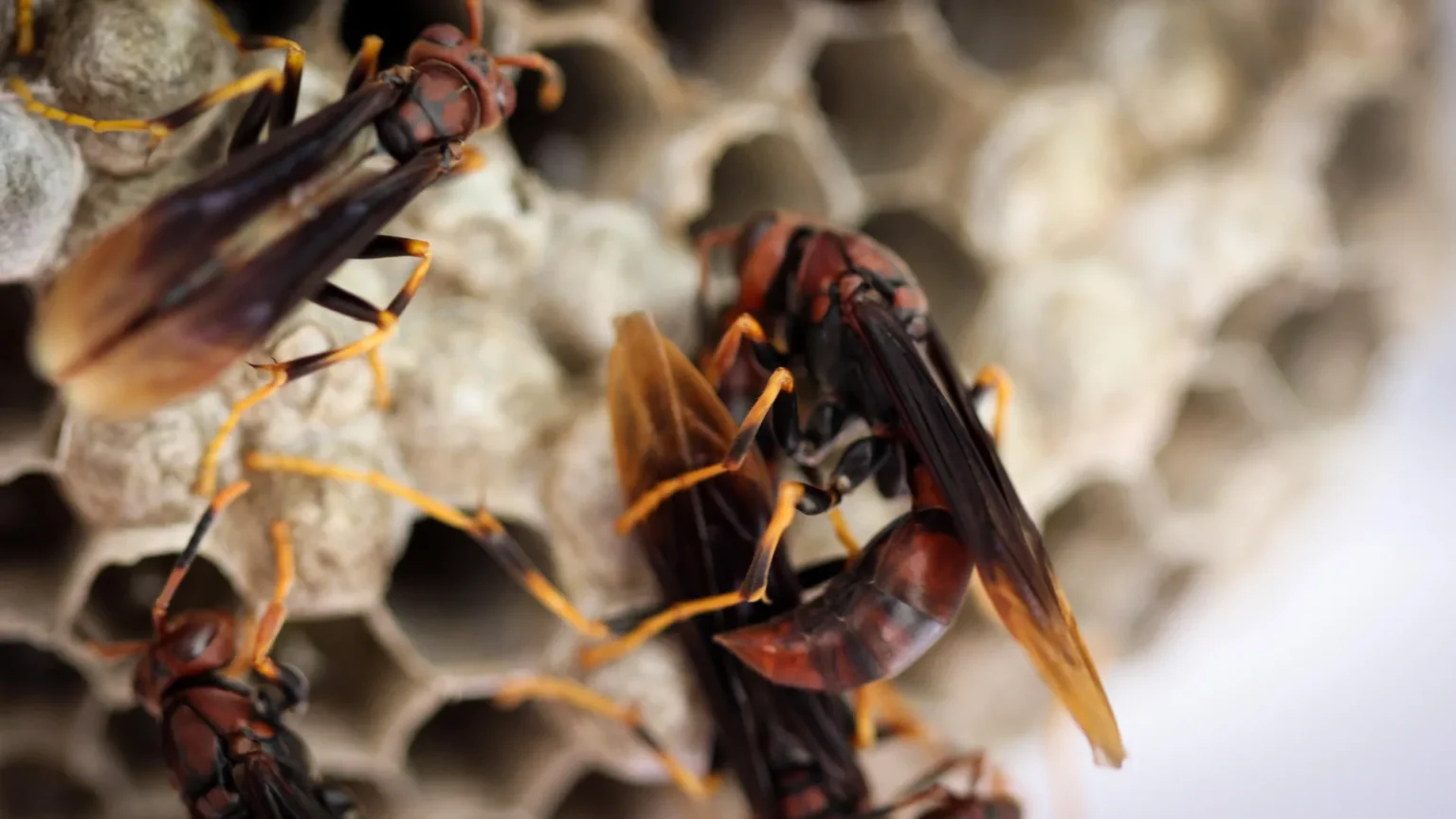 A queenless hornet colony explodes into chaos, but hidden helpers save it