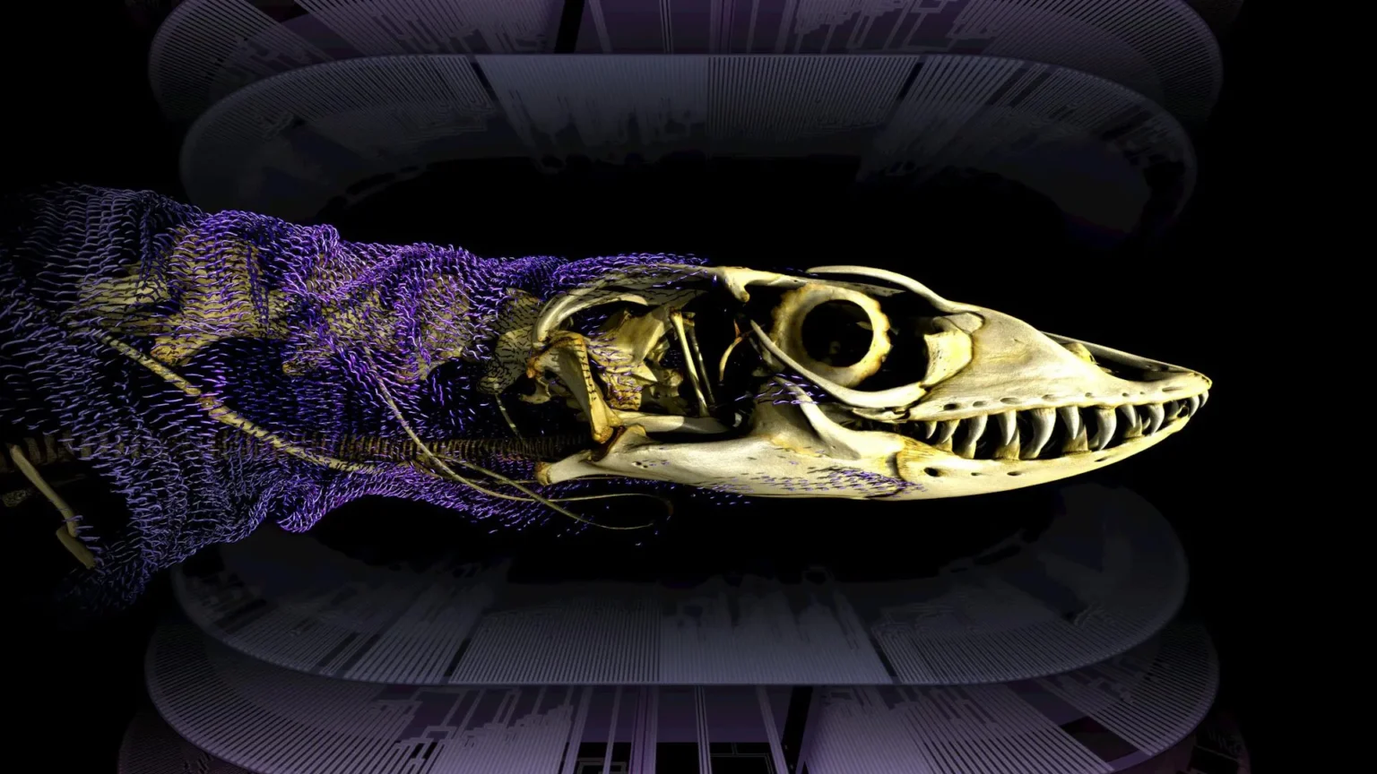 Scientists unravel the 320-million-year-old mystery of reptile bone armor