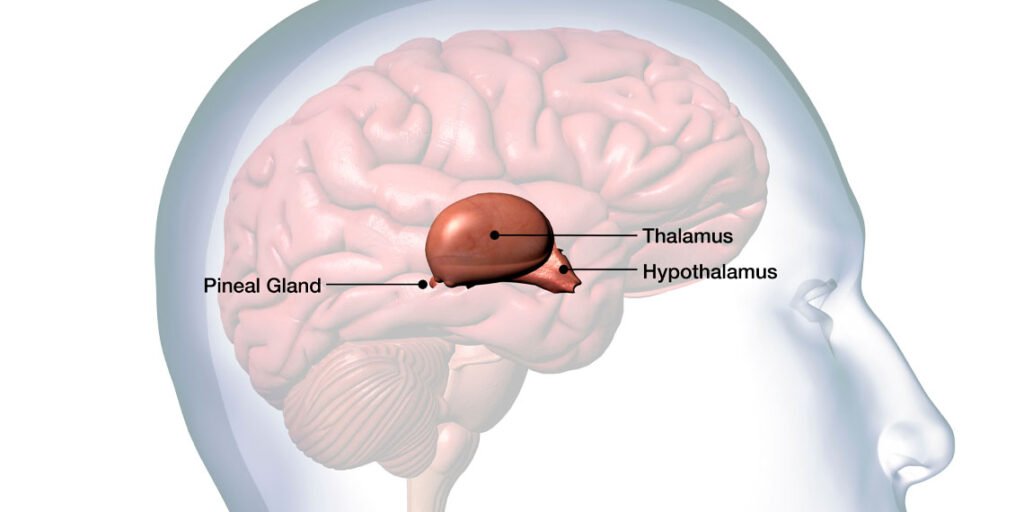 Scientists say a ‘third eye’ hidden inside the skull is the strange reason people can see