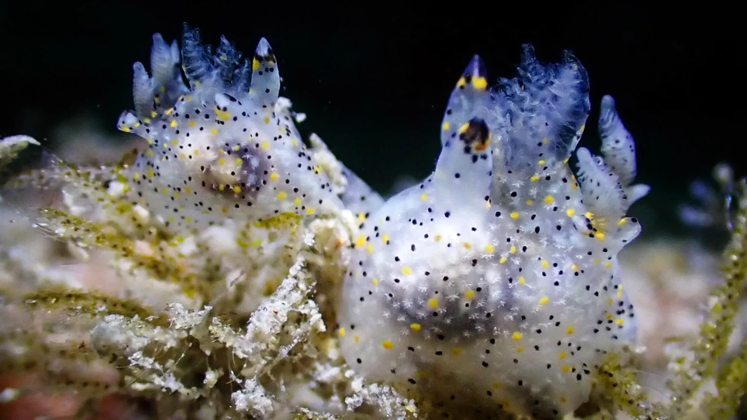 Small ‘sesame’ sea slug discovered in Taiwan turns out to be a new species