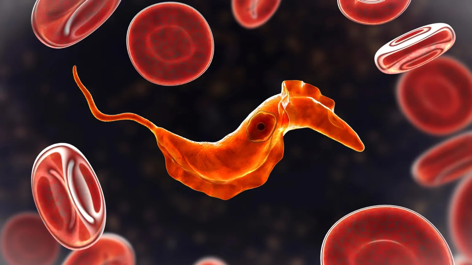 Scientists discover that ancient single-celled ancestors are still alive in the blood Scientists discover that ancient single-celled ancestors are still alive in the blood