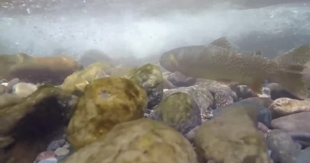 Montana updates fish consumption guidelines regarding ‘permanent chemicals’