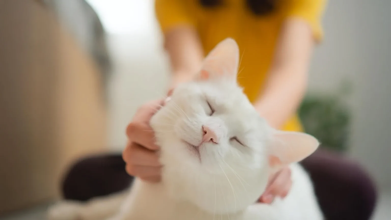 Scientists say domestic cats could help pioneer new cancer treatments for humans
