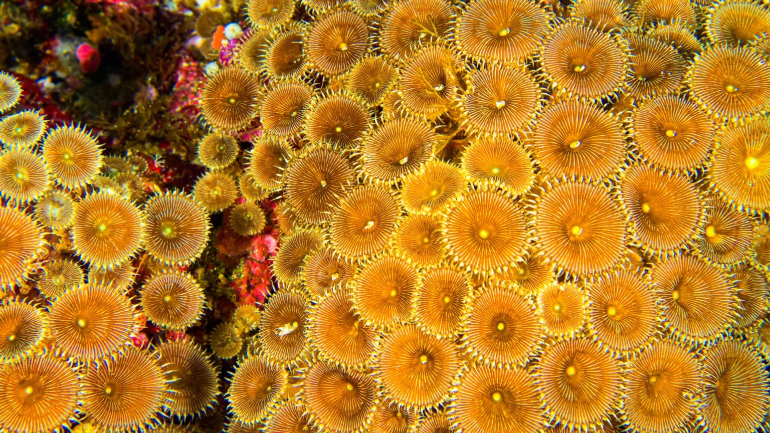 What scientists discover in coral reefs could change the future of medicine
