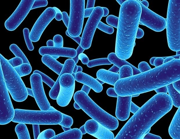 Ancient single-celled organisms provide clues to the origin of animals Ancient single-celled organisms provide clues to the origin of animals