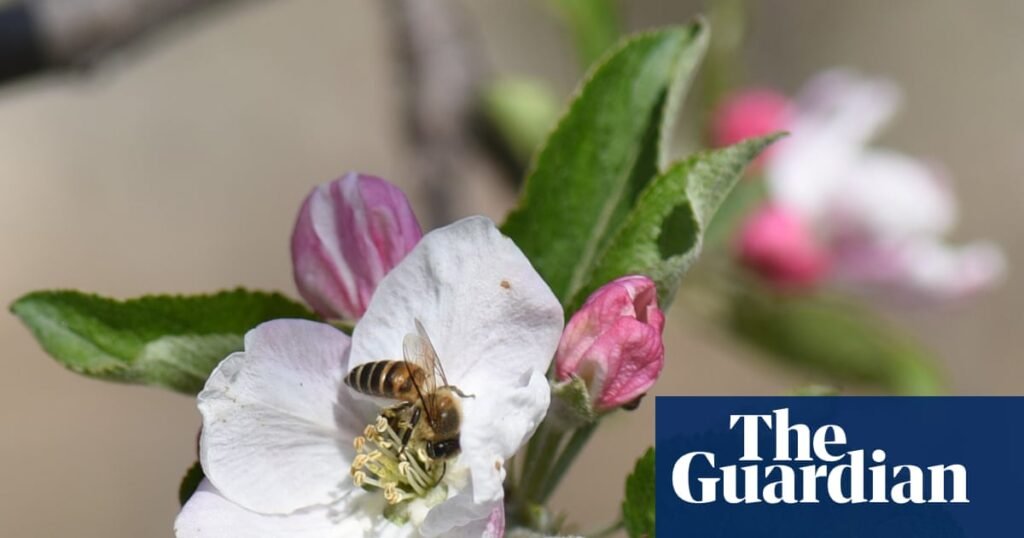 Pollinators in crisis: Scientists uncover hidden health risks of bees disappearing around the world | Honey bees Pollinators in crisis: Scientists uncover hidden health risks of bees disappearing around the world | Honey bees