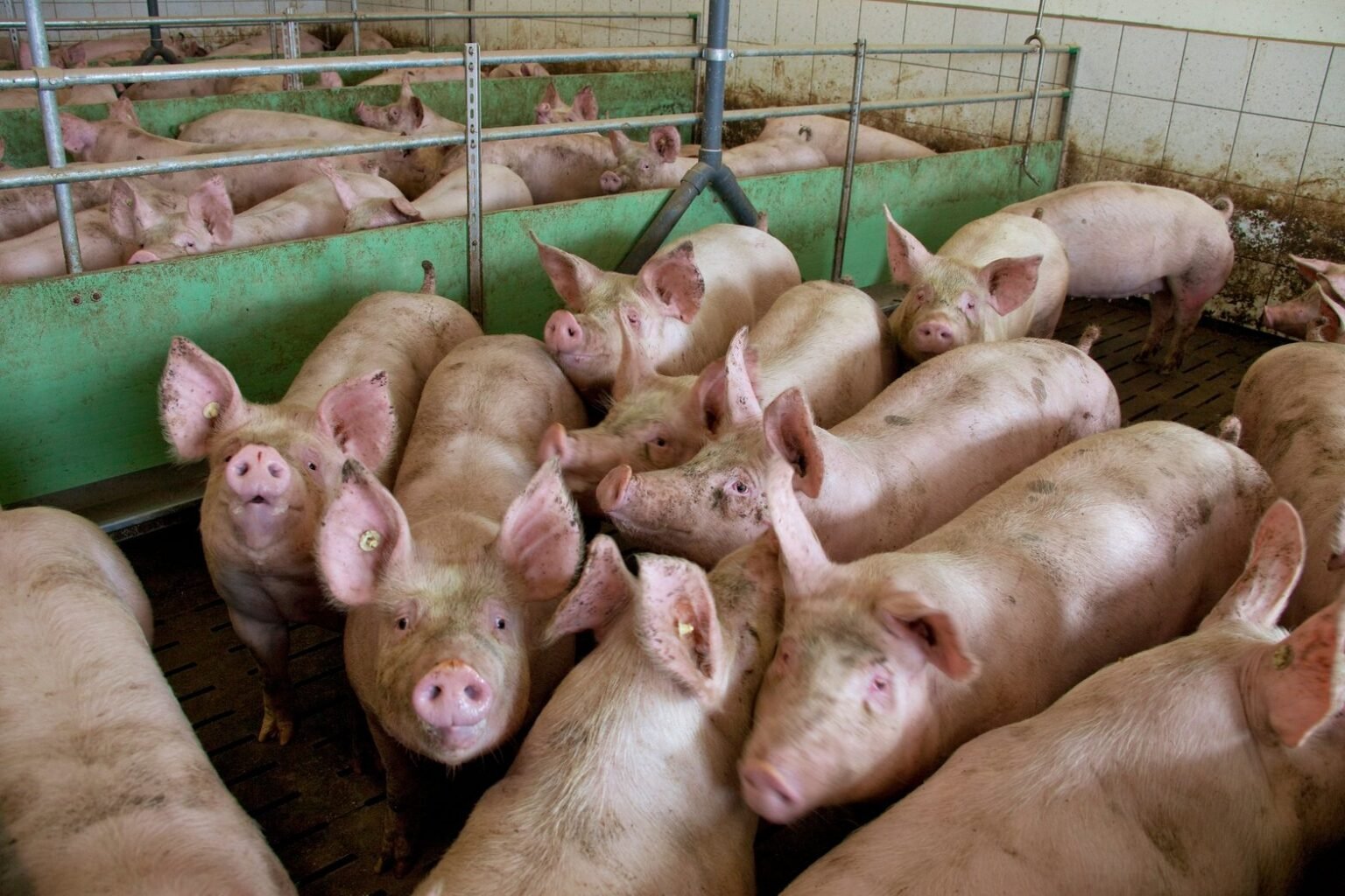 Denmark’s ‘pig election’ prompts crackdown on drinking water. Will Europe follow suit?