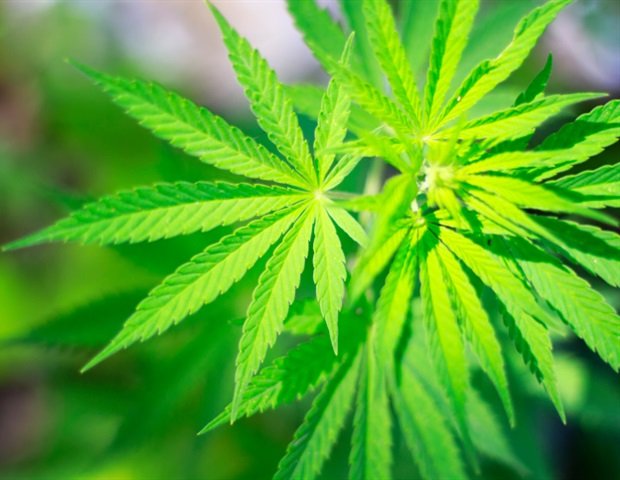 Study finds branding of cannabis products attracts young people Study finds branding of cannabis products attracts young people