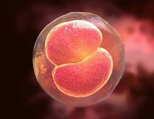 Cross-species blastocyst complementation produces rat-derived kidneys in mice