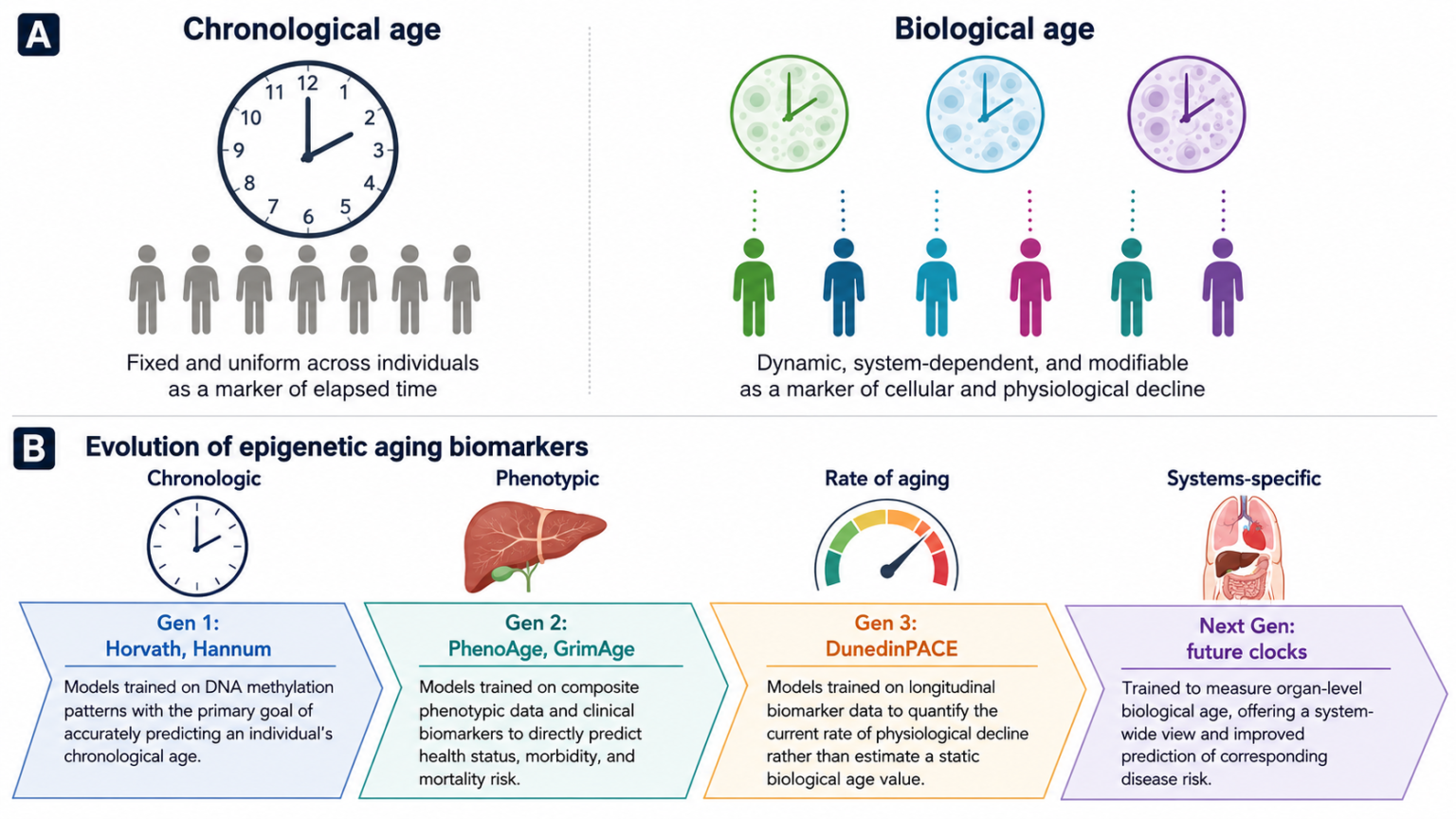 New biological age tool could reveal health risks before symptoms appear