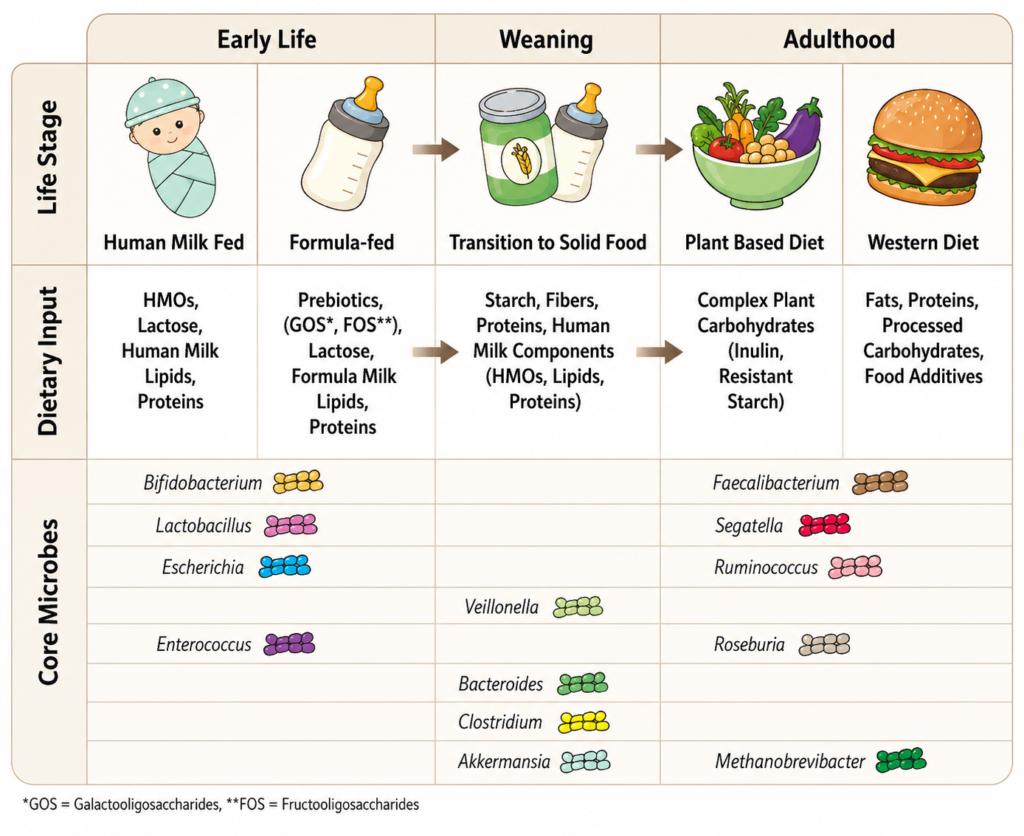 Synthetic gut communities reveal how diet rewires the microbiome Synthetic gut communities reveal how diet rewires the microbiome