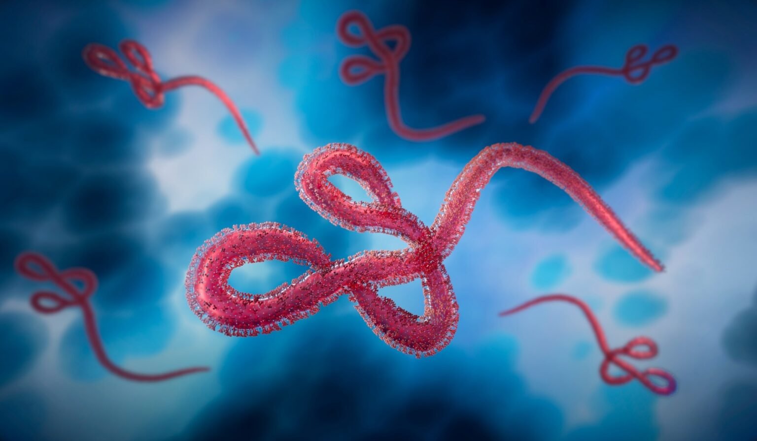 50 years of research shows global Ebola outbreaks remain rare despite epidemic concerns