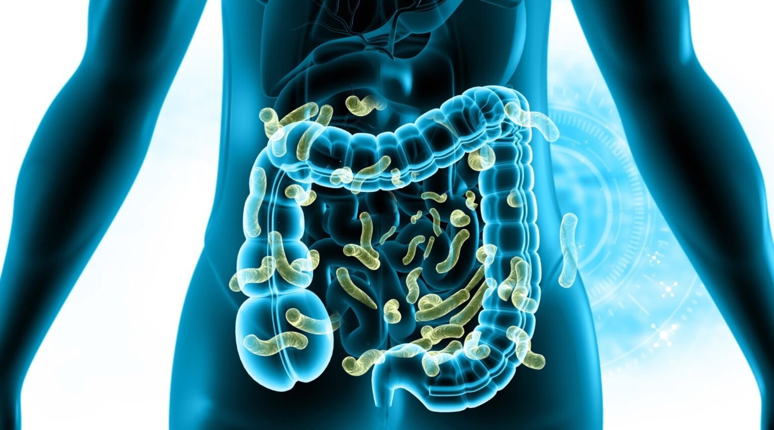 Gut bacteria play a potential role in estrogen-driven cancer