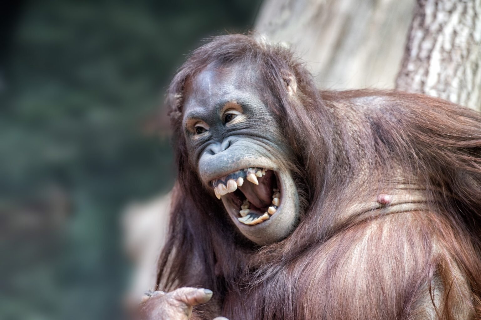 Ape laughter reveals how human voice control evolved