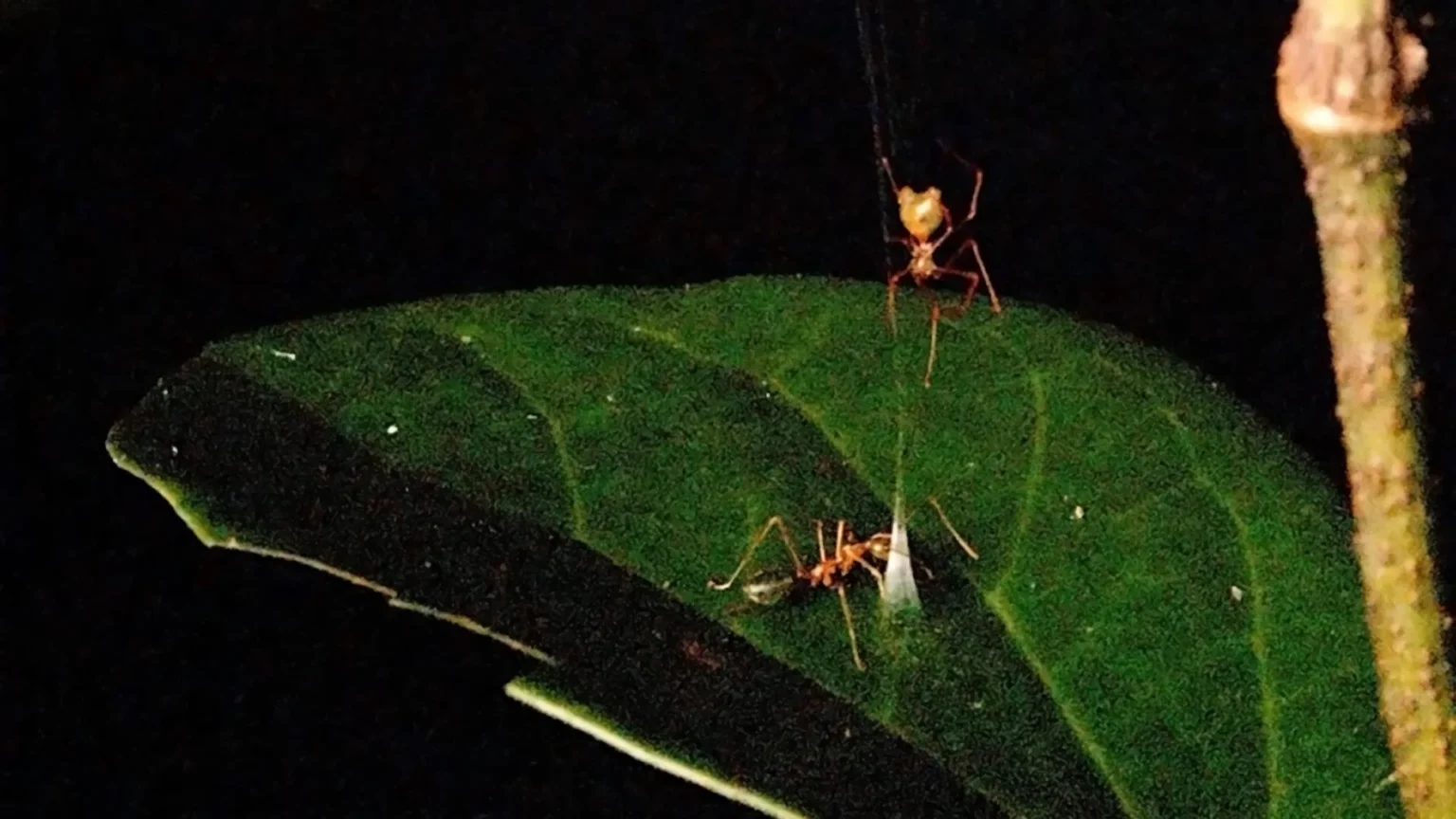 Newly discovered ballista spider drops ant into dangerous trap