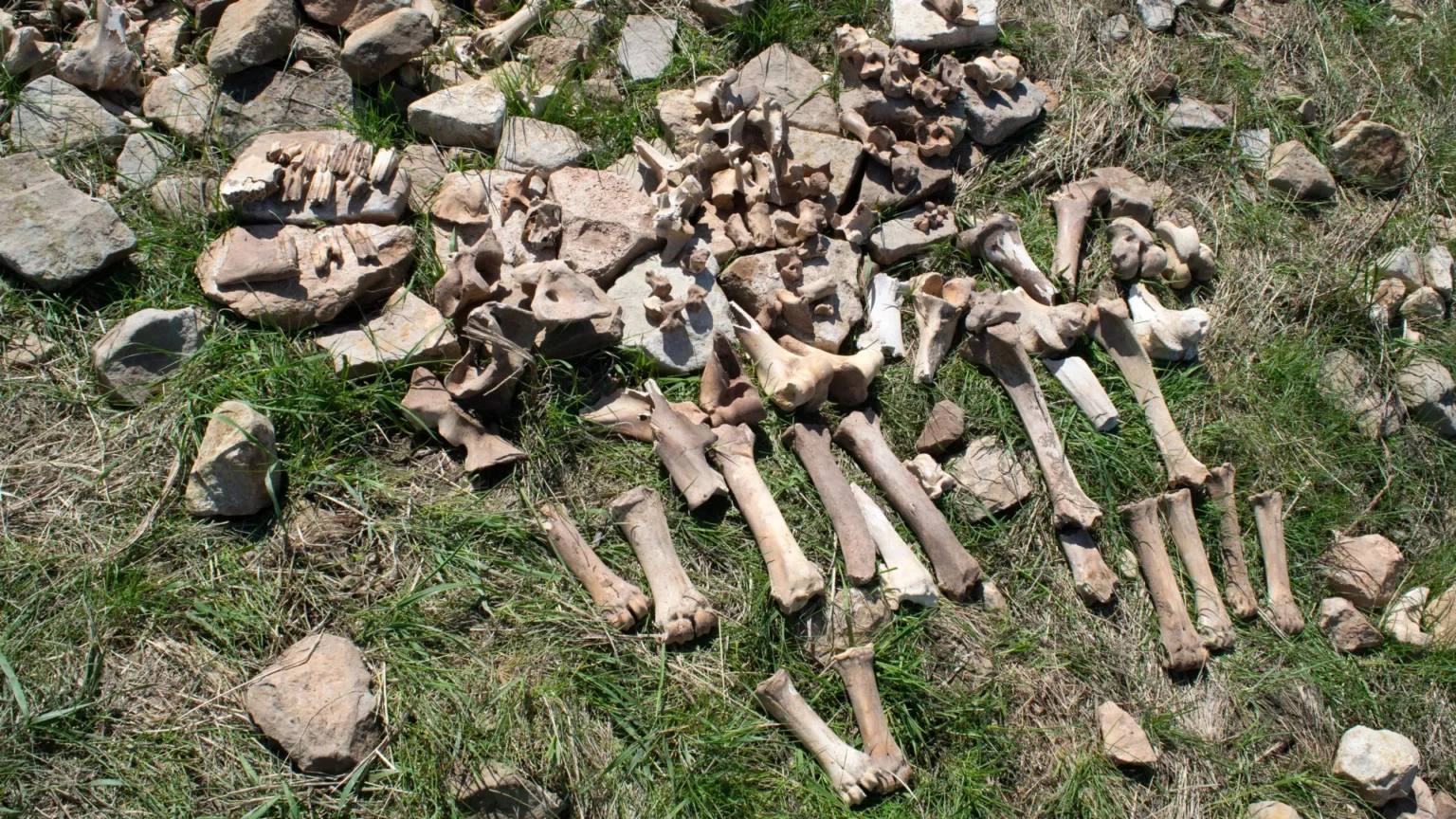The 1,100-year-old mystery of Montana’s lost bison hunting grounds is finally solved The 1,100-year-old mystery of Montana’s lost bison hunting grounds is finally solved