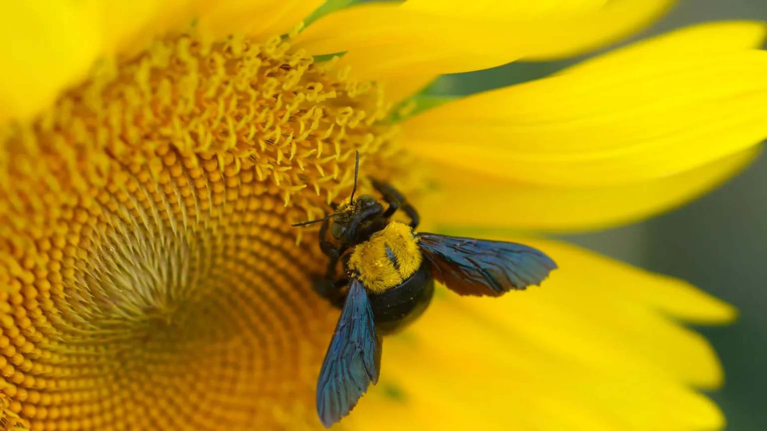 These bees have no place to hide from the extreme heat These bees have no place to hide from the extreme heat