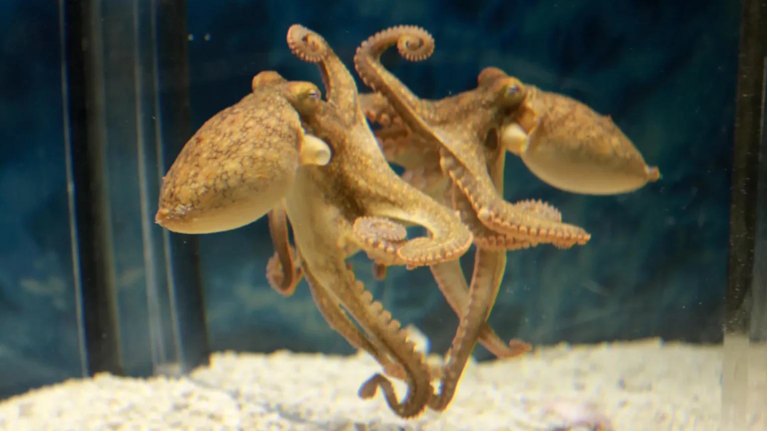 Octopuses use mirrors to search for invisible food