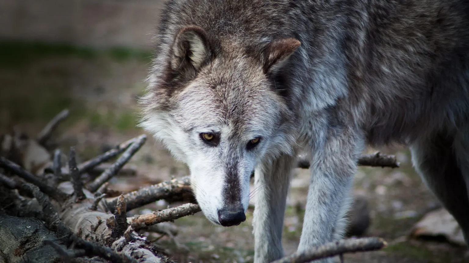 Yellowstone wolves may not have reshaped the national park after all Yellowstone wolves may not have reshaped the national park after all