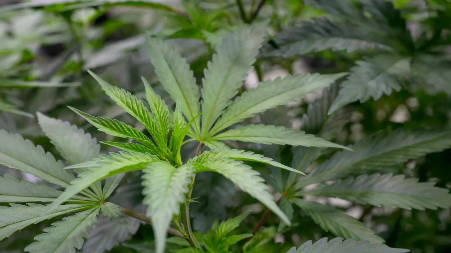 Scientists have discovered a cannabis compound that relieves pain without the high