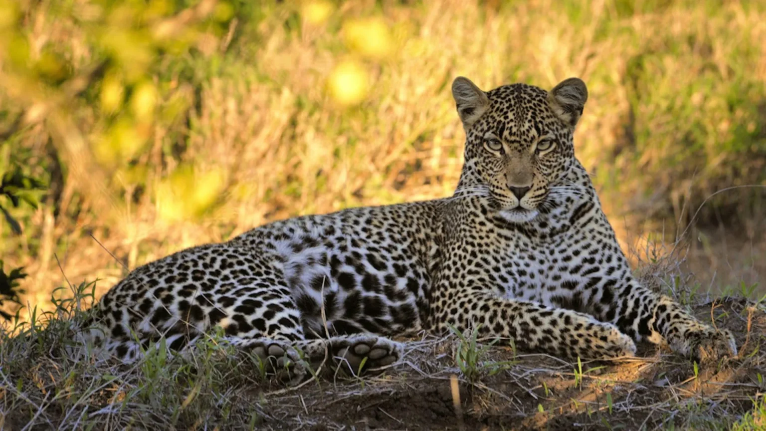 Why South African leopards shrunk to half their normal size Why South African leopards shrunk to half their normal size
