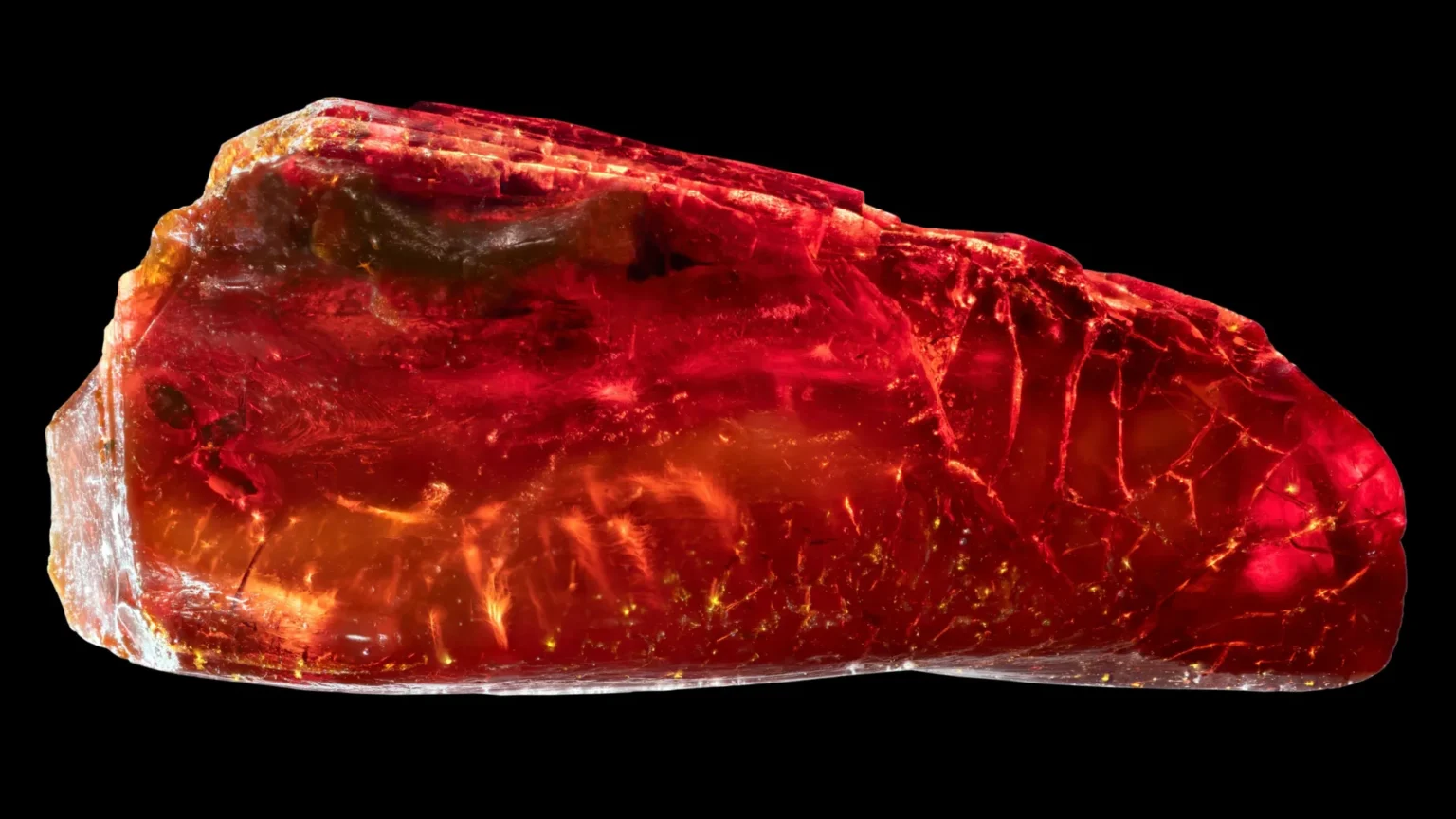 Goethe had no idea this 40-million-year-old ant was hidden in his collection