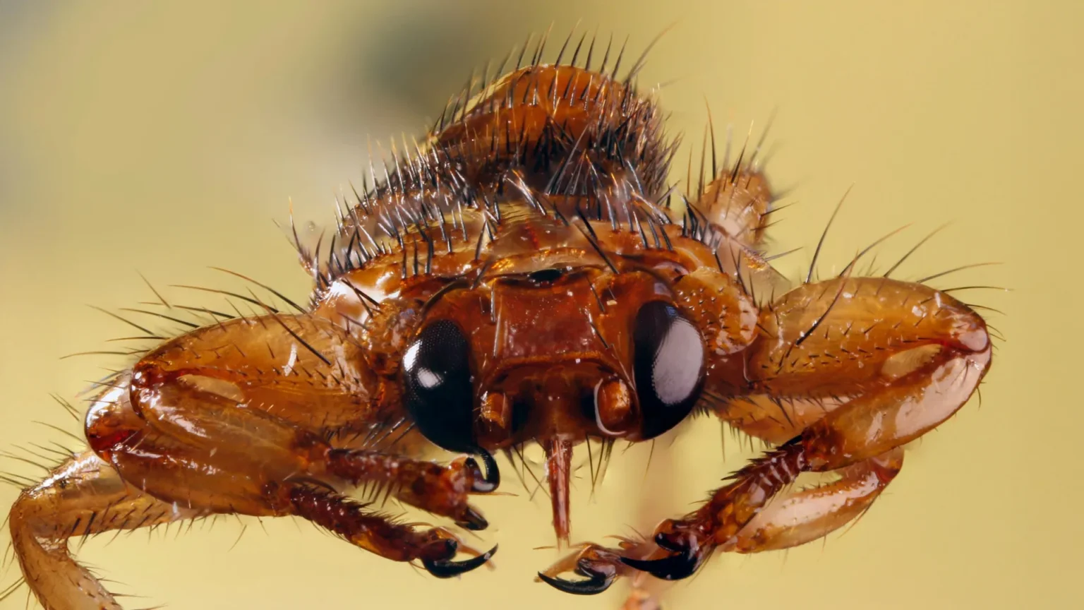 This blood-sucking fly sacrifices its eyesight after finding a host This blood-sucking fly sacrifices its eyesight after finding a host