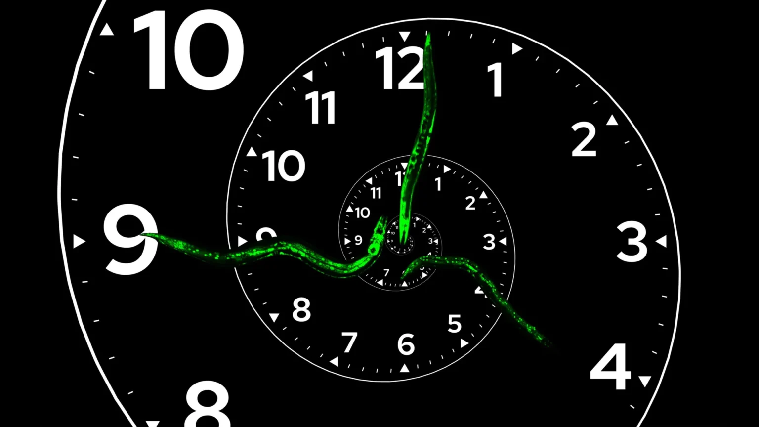 Scientists discover master clock that controls growth and development in living things