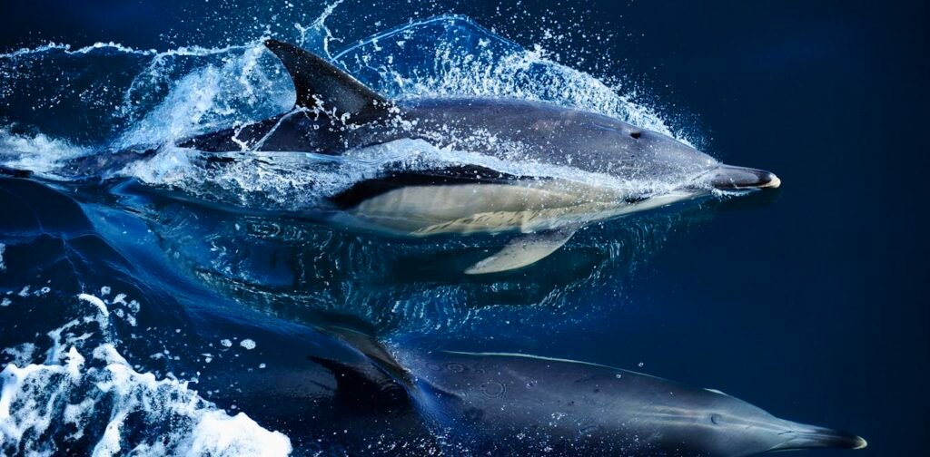 Levels of ‘permanent chemicals’ in dolphins and whales are rising globally Levels of ‘permanent chemicals’ in dolphins and whales are rising globally