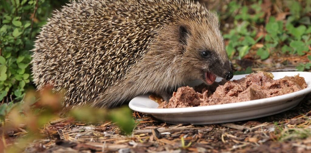 Microplastics discovered in hedgehogs – then traced back to pet food