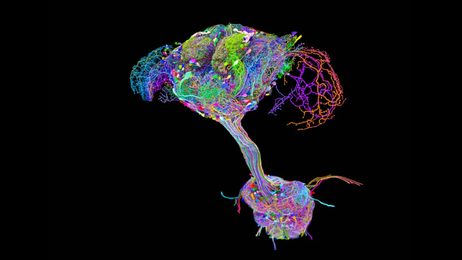 Scientists mapped every neural connection in fruit flies and discovered something surprising Scientists mapped every neural connection in fruit flies and discovered something surprising