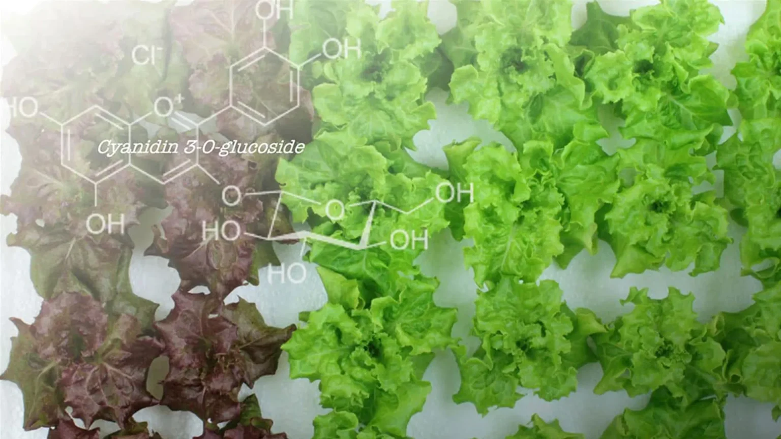 Something amazing happened when scientists turned red lettuce green