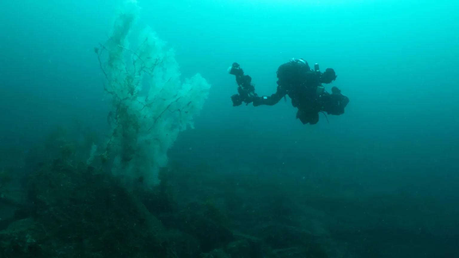 ‘Absolutely huge’ 400-year-old black coral surprises New Zealand scientists