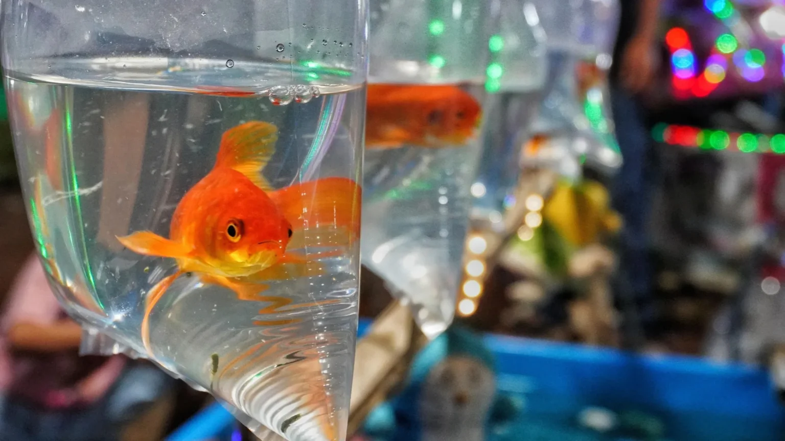 From pets to pests, goldfish can disrupt entire ecosystems
