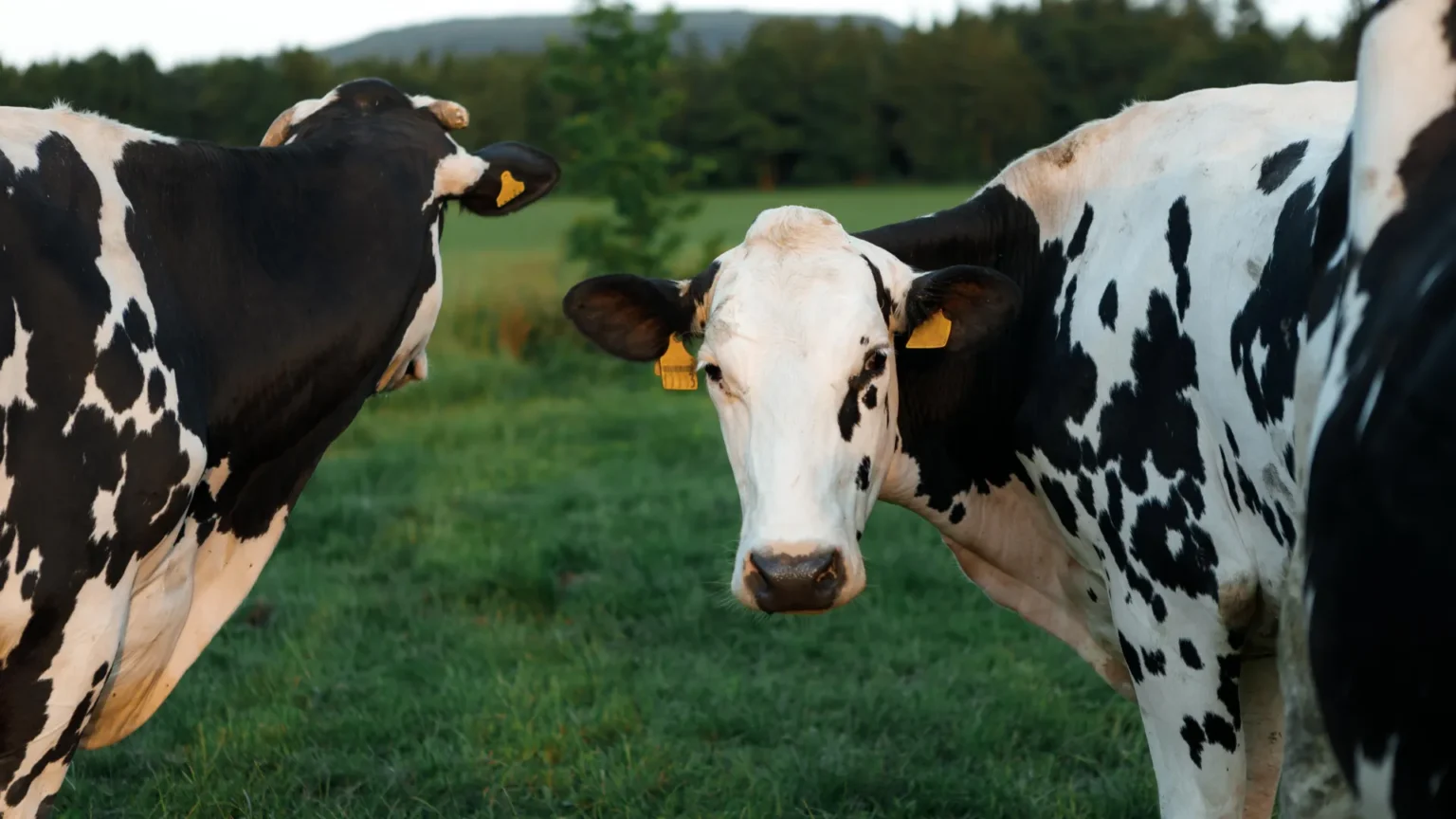 Scientists finally uncover how H5N1 avian influenza was hiding in dairy cows Scientists finally uncover how H5N1 avian influenza was hiding in dairy cows
