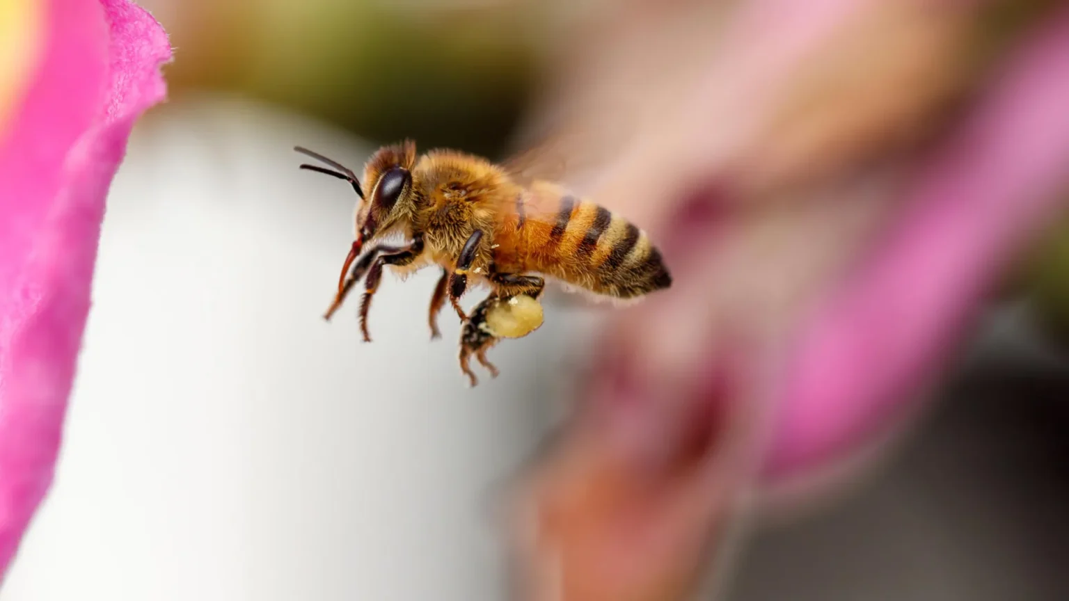 Bees have their own unique flight paths and fly with amazing precision. Bees have their own unique flight paths and fly with amazing precision.