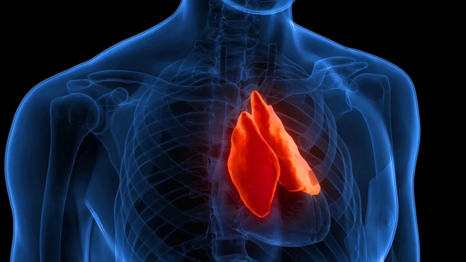 A forgotten organ that can predict your life expectancy A forgotten organ that can predict your life expectancy