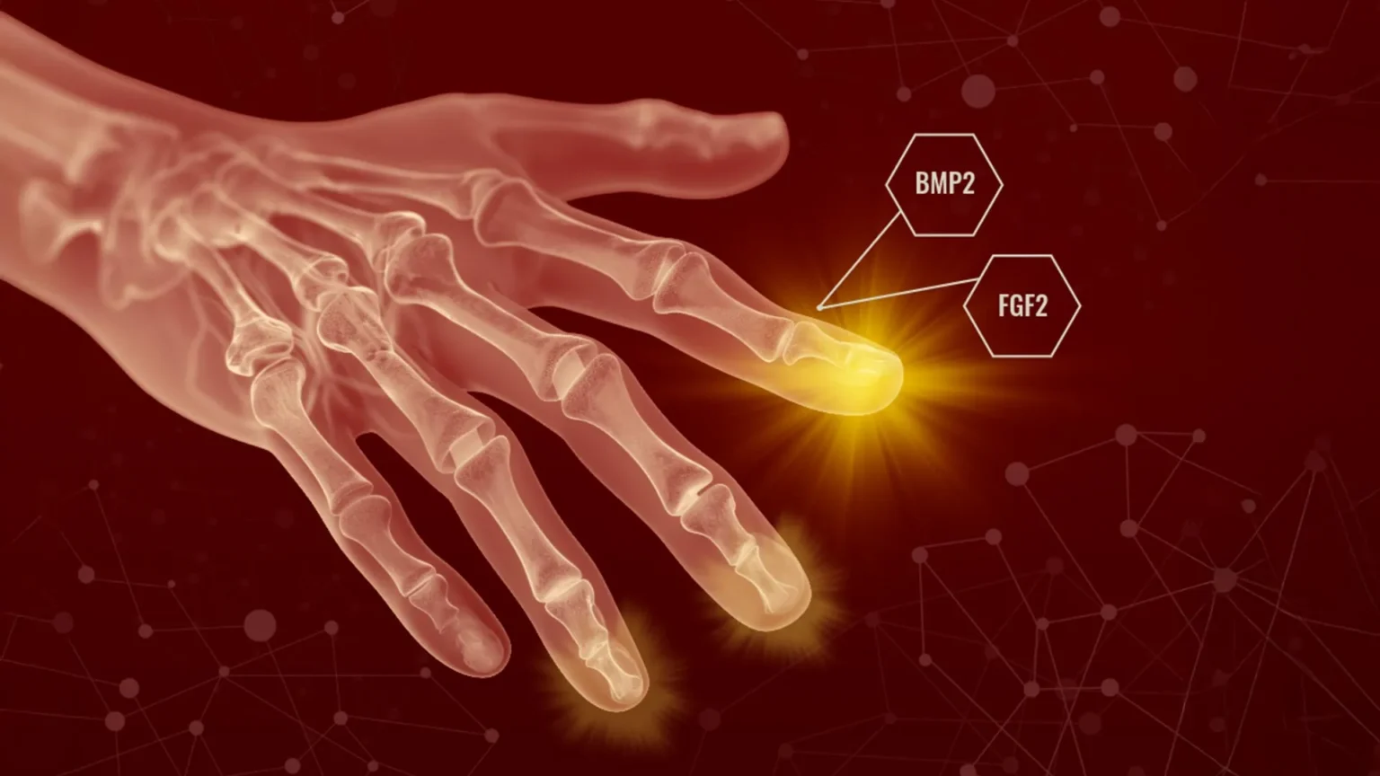 Humans may have a hidden regenerative ability