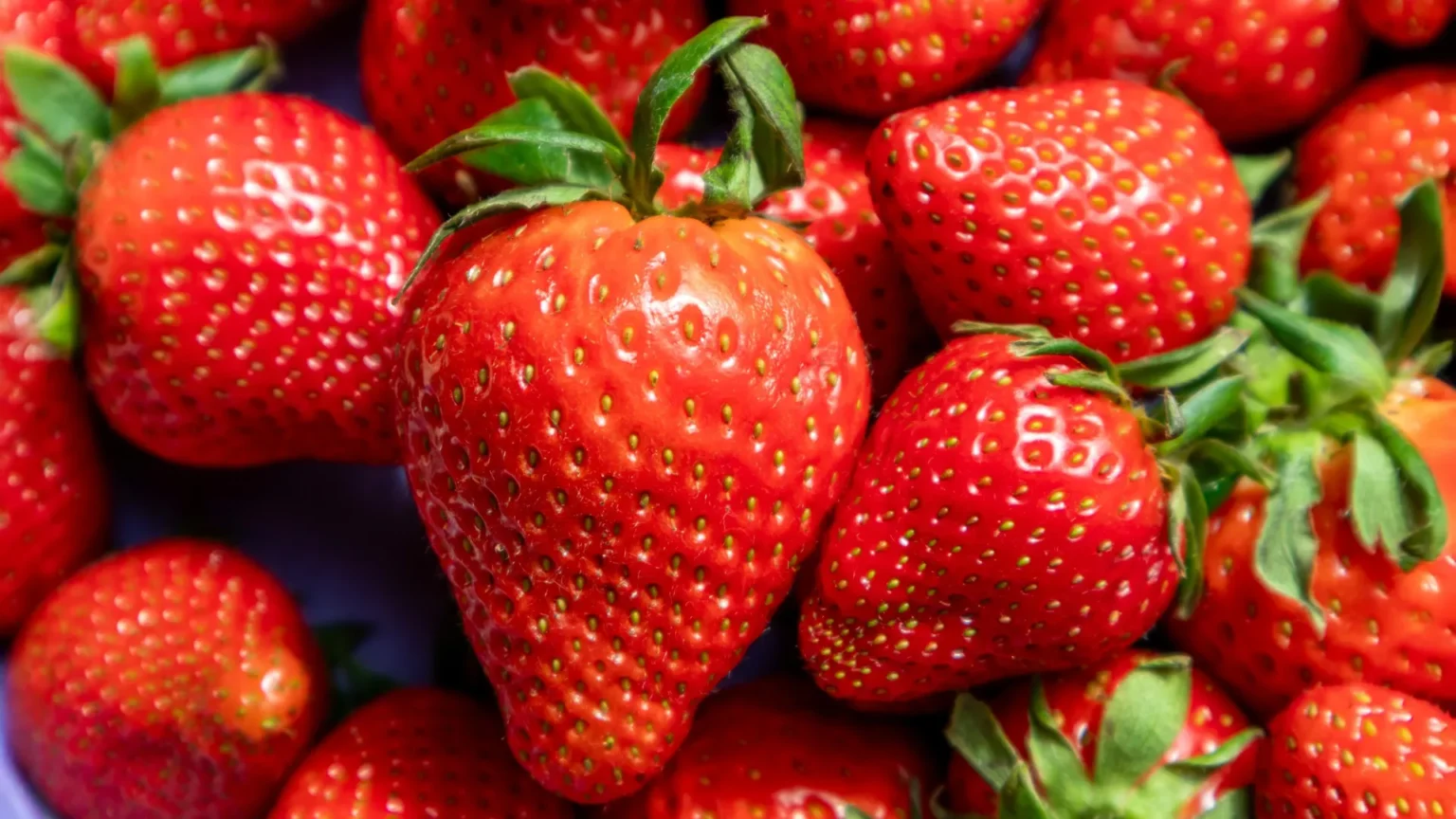 DNA timestamps reveal surprising origins of strawberries DNA timestamps reveal surprising origins of strawberries