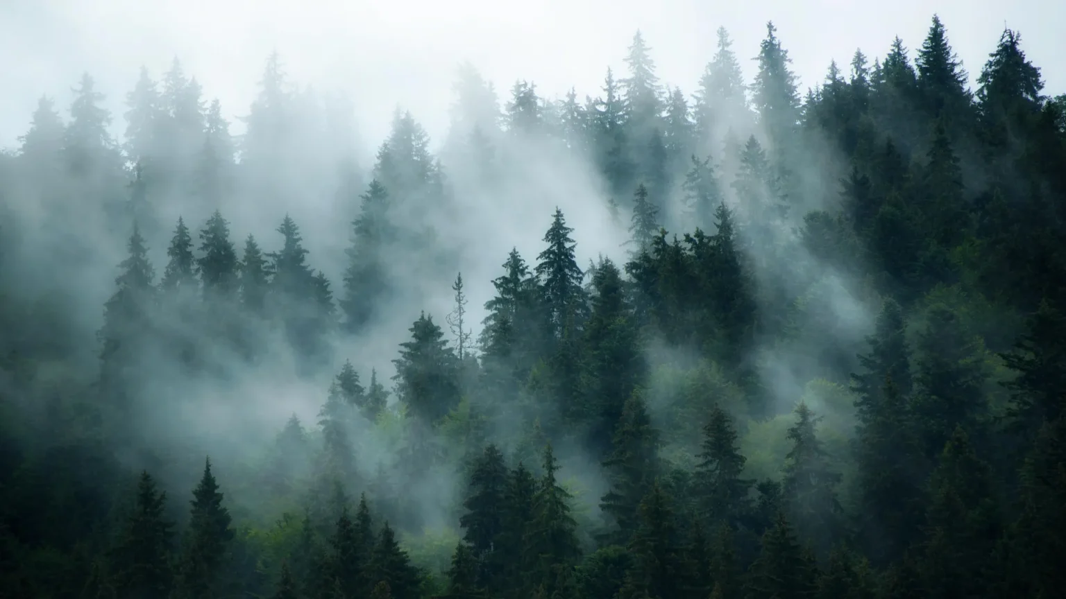 Hidden pollutants are changing how the world’s forests breathe Hidden pollutants are changing how the world’s forests breathe
