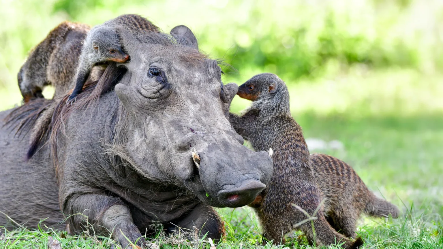 The secret language behind animal cooperation The secret language behind animal cooperation