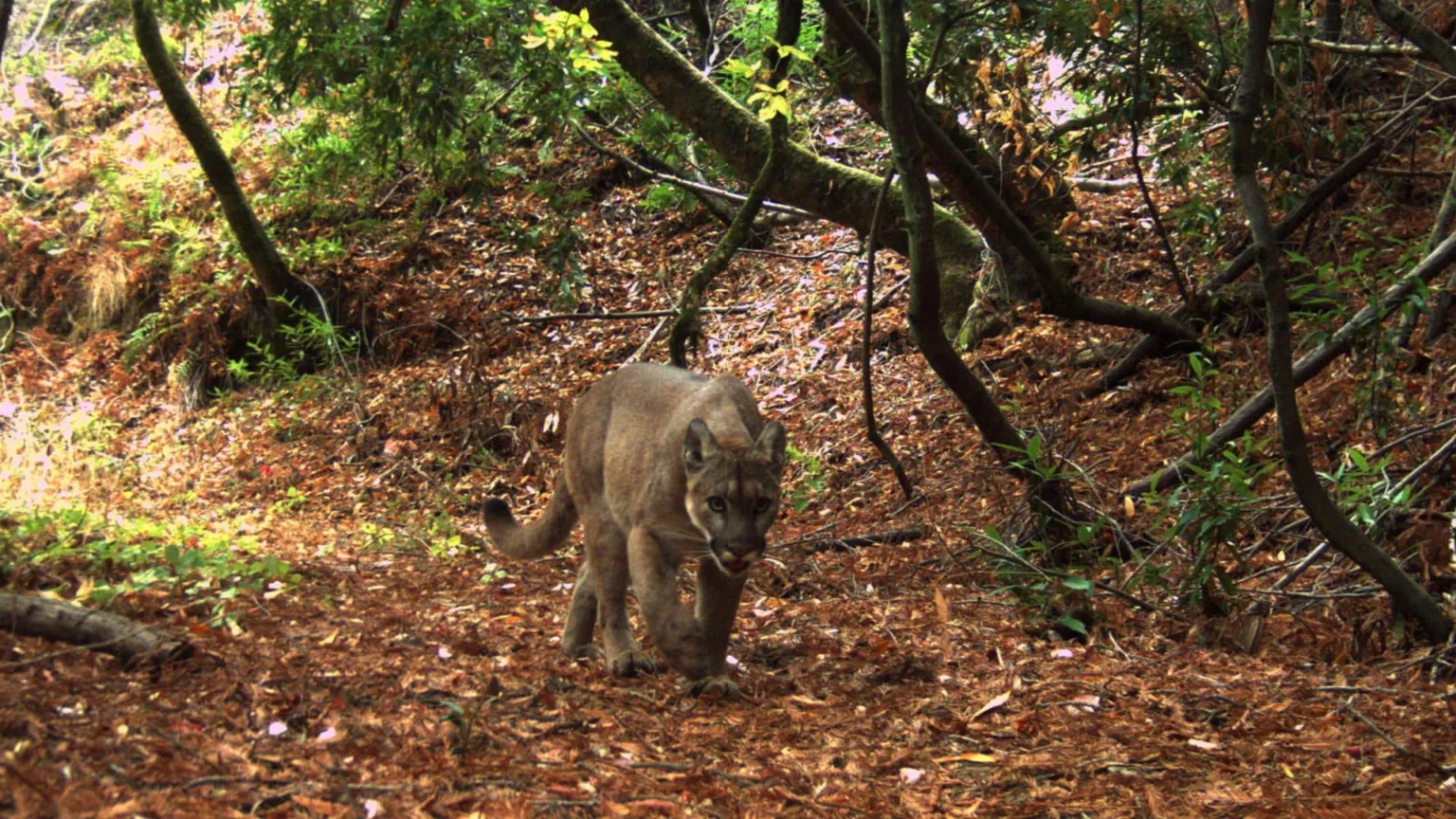A mountain lion changed everything in this small California preserve.